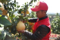 江西广丰马家柚迎丰收 “金果”压枝促增收